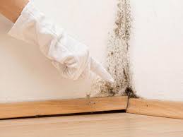 Best Mold Remediation for Rental Properties  in Golden Shores, AZ